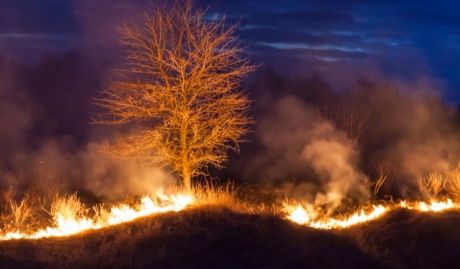 fire burning on a ridge highlighting a tree used on a blog about bushfire insurance