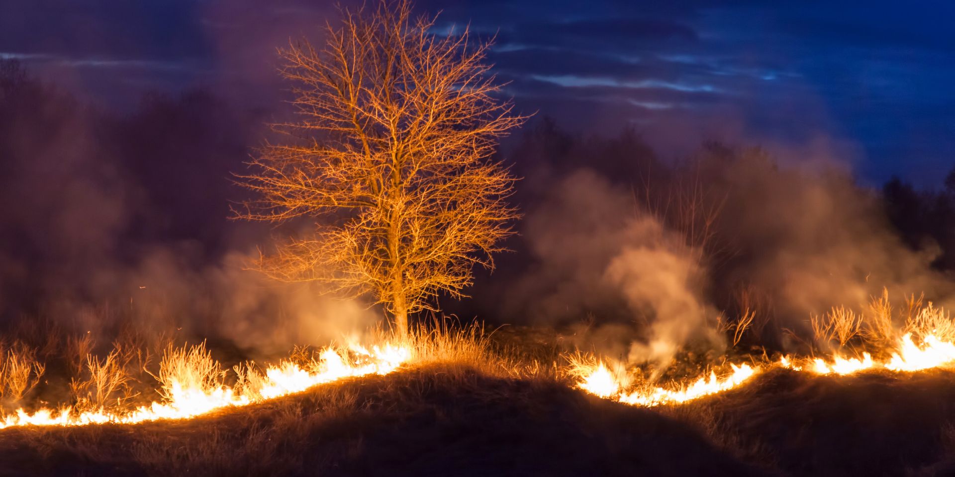 fire burning on a ridge highlighting a tree used on a blog about bushfire insurance